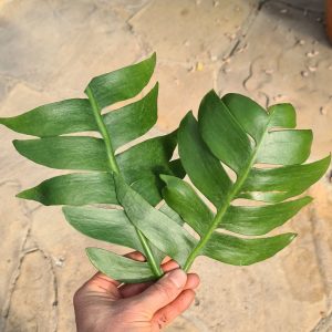 Marniera chrysocardium (Selenicereus) Steckling