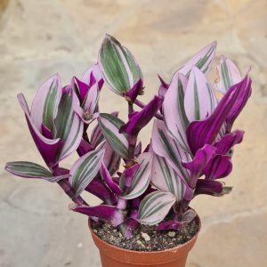 Tradescantia albiflora 'Nanouk'