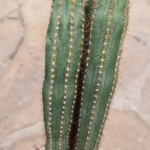 Pilosocereus glaucochrous