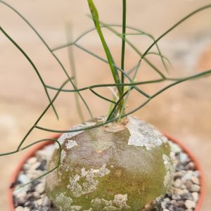 Schizobasis intricata