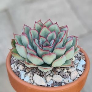 Echeveria pulidonis cv. Lotus