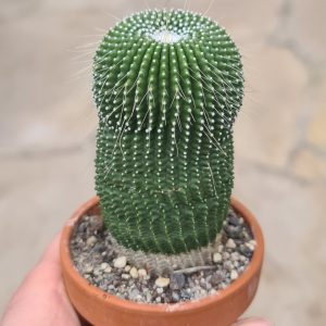 Notocactus leninghausii cv. nudum