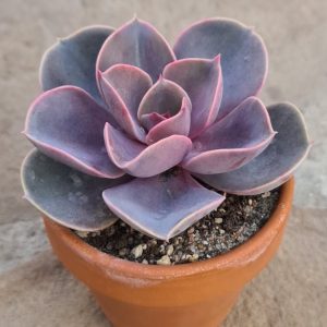 Echeveria „Perle von Nürnberg“