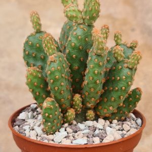 Opuntia microdasys rufida minima monstruosa