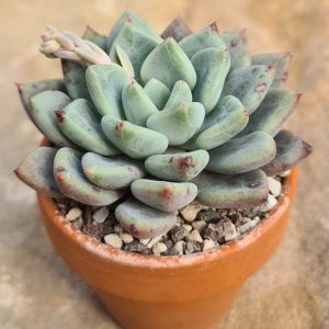 Echeveria azulita