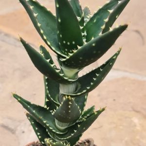 Aloe distans