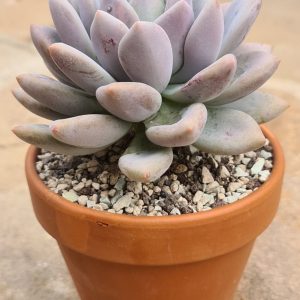 Graptoveria opalina