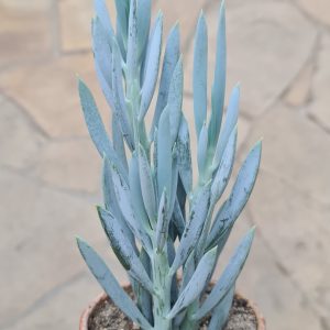 Senecio c.v. ficoides (cylindrica)