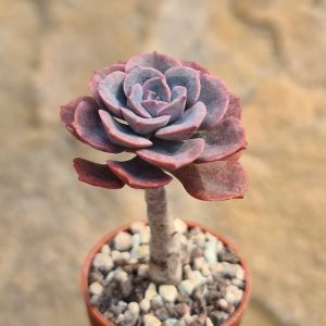 Echeveria bicolor