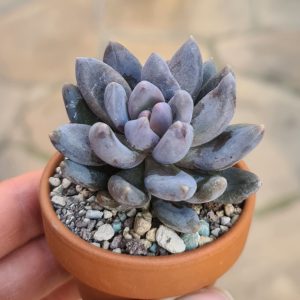 Pachyveria cv. Black Knight