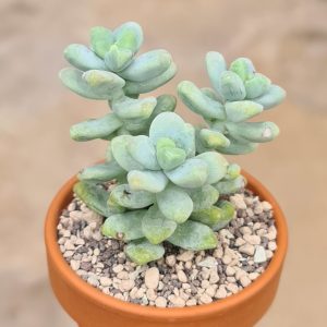 Sedum treleasei