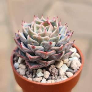 Echeveria cv. Blue Dwarf