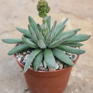 Crassula hirta