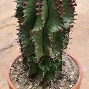 Euphorbia horrida