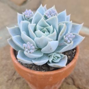 Sedum suaveolens