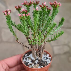 Crassula sarcocaulis
