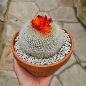 Brasilicactus haselbergii