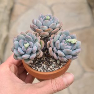 Echeveria green & yellow