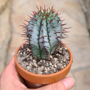Euphorbia horrida 'blau'