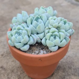 Echeveria albicans var. potosina