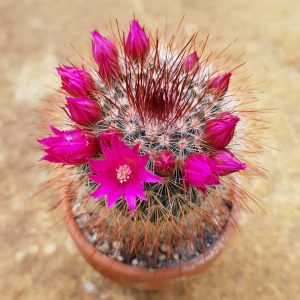 Mammillaria spinosissima