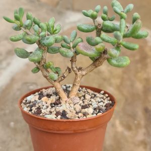 Ceraria pygmaea