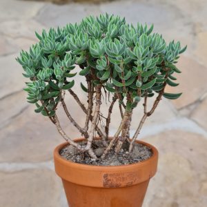 Crassula mesembryanthemoides