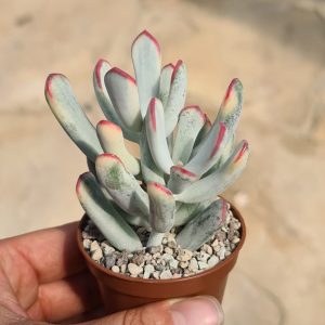 Cotyledon orbiculata var. flanaganii variegata
