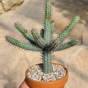 Euphorbia baioensis