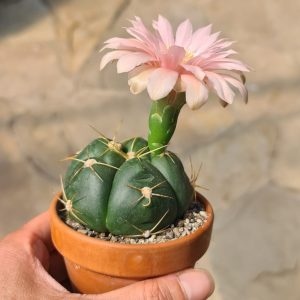 Gymnocalycium horstii