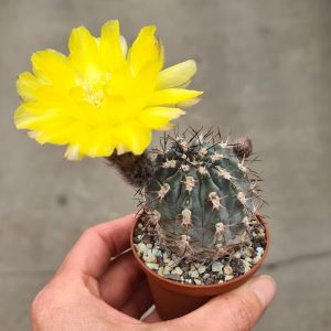 Acanthocalycium glaucum
