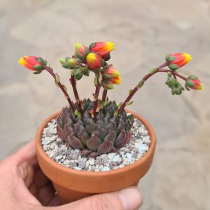 Echeveria 'Scorpio'