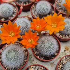 Rebutia muscula 'kleines Mäuschen'
