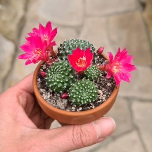 Rebutia hybr.