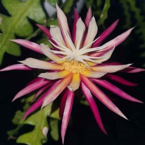 Selenicereus anthonyanus (Steckling)