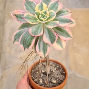 Aeonium decorum variegata cv. tricolor