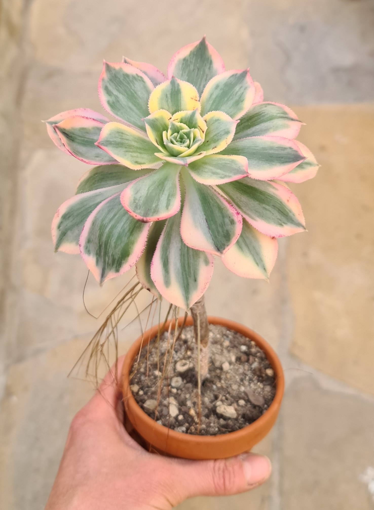 Aeonium decorum variegata cv. tricolor