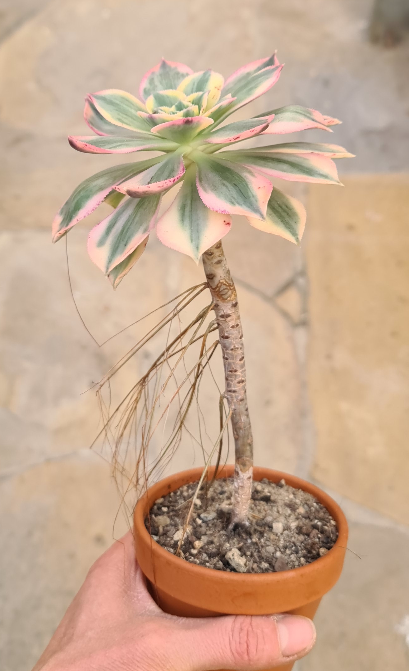 Aeonium decorum variegata cv. tricolor