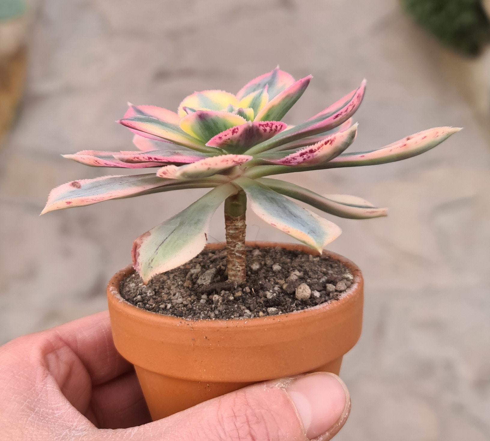 Aeonium decorum variegata cv. tricolor