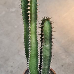 Euphorbia canariensis