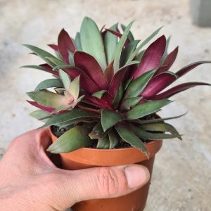 Crassula orbicularis rosularis