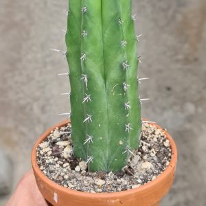 Polaskia chichipe