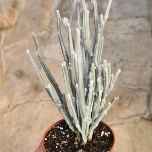 Seyrigia humbertii
