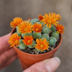 Conophytum uvaeforme orange