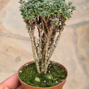 Trichodiadema stellata