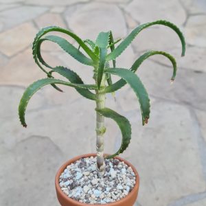 Aloe pluridens