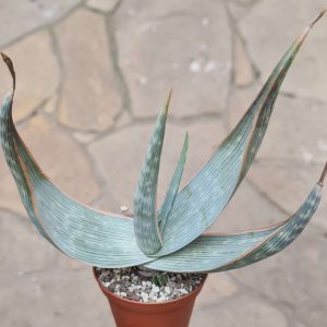Aloe striata ssp. karasbergensis