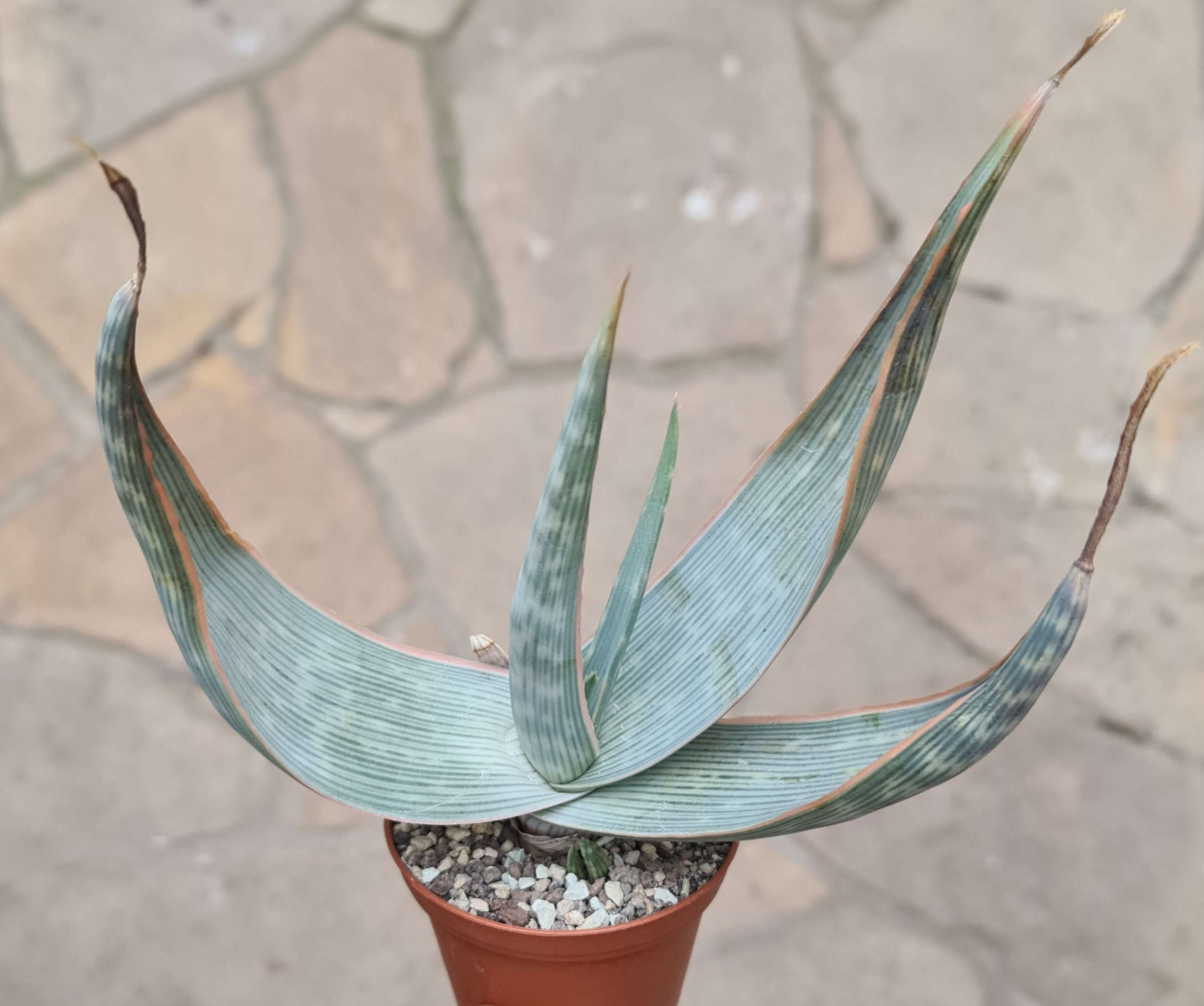 Aloe striata ssp. karasbergensis