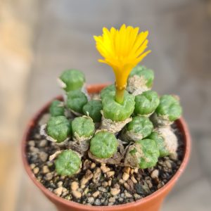 Conophytum velutinum syn. ectypum tischeri