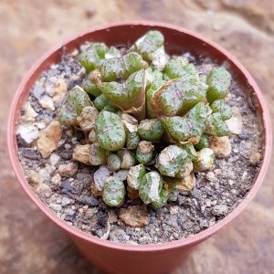 Conophytum obcordellum ssp. rolfii